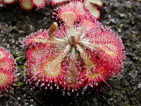 Drosera_spatulata_KansaiHabit.jpg Drosera_spatulata_KansaiHabit.jpg