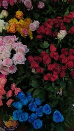 IMG_1156.jpeg