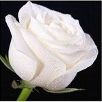 IMG_1343.jpeg
