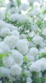 باقة-ورد-جوري-ابيض_63.jpg