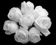 IMG_1353.jpeg
