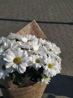 IMG_3674.jpeg IMG_3674.jpeg
