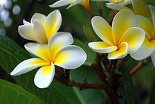 280px-Frangipani_flowers.jpg