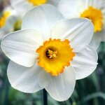 images (20).jpeg images (20).jpeg