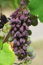 grape-raisin-dry-autumn-drought-fruit-plant-vine.jpg