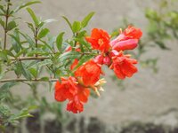 flower-red-pomegranate-flowers-red-flower.jpg