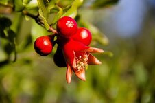 pomegranate-flower-red-tree-nature-sweet-flora-fresh-healthy.jpg