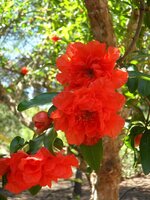 pomegranate-pomegranate-blossom-blossom-bloom-red-flora-flower-plant-nature.jpg