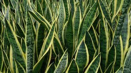 Snake_Plant_Sansevieria_trifasciata_Laurentii.jpg