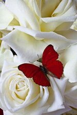 IMG_1167.jpeg