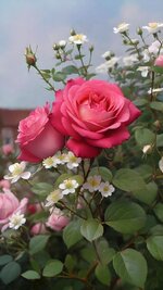 1728136888120.jpeg 1728136888120.jpeg