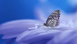 butterfly-nature-insect-wing-summer-background-animal-tender-flower.jpg
