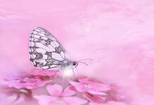 butterfly-insect-close-up-animal-flower-summer-blossom-bloom-butterflies.jpg