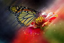 butterfly-flower-macro-nature-colorful-creature-insect-natural-flora.jpg