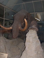 800px-Mammuthus_primigenius_St_Petersbu_2.JPG
