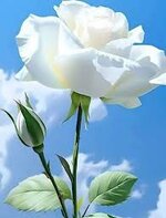 1736396383716.jpeg 1736396383716.jpeg