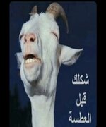 IMG_4416.jpeg
