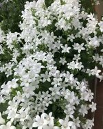 IMG_4249.jpeg