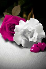 IMG_4719.jpeg IMG_4719.jpeg