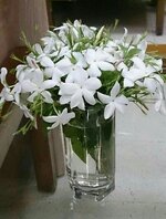 IMG_5036.jpeg