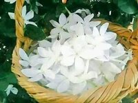 IMG_5207.jpeg
