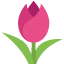 1f337.png