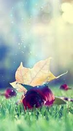 images (13).jpeg images (13).jpeg