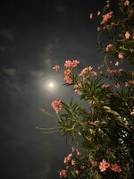 IMG_6339.jpeg IMG_6339.jpeg