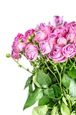 Bouquets_Roses_White_background_Flower-bud_Pink_590328_300x450.jpg