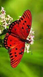 IMG_1170.jpeg IMG_1170.jpeg