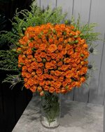 1000022456.jpg 1000022456.jpg