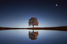 tree-lake-reflection-water-calm-tranquil-scene-night-sky-stars-beautiful.jpg
