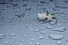 rain-drops-moisture-abstract-rain-water-drop-droplet-raindrop-blossom.jpg