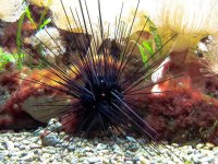 sea-urchins-poison-sting-toxic-ocean-floor-marine-life-sea-animal-sea-aquarium.jpg