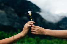 man-woman-couple-people-hands-love-nature-flower-stalk.jpg