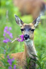 fireweed-deer-tailed-black-sitka-deers-animals-fauna.jpg