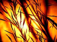sunset-grasses-silhouette-afterglow-bill-grass-blades-of-grass-backlighting-mood.jpg