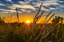 summer-sunset-meadow-nature-landscape-sun-abendstimmung-grass-grasses.jpg