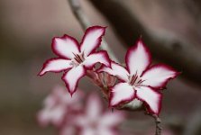 flower-impala-lily-floral-plant-natural-blossom-bloom-petal-botanical.jpg