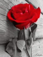 fa94523ea3b5aeb9f99f7f5176623db2.gif