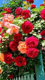 2f9276f547bb18d4ec00976aaa26f021.jpg 2f9276f547bb18d4ec00976aaa26f021.jpg