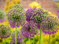 blossom-blooming-violet-spring-nature-spring-flower-flower-plant-botany.jpg blossom-blooming-violet-spring-nature-spring-flower-flower-plant-botany.jpg