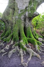 old-tree-kingston-lacy-national-trust-uk-nature-tree-trees-moss-lichens.jpg