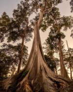 trees-woods-large-sunset-dusk-root-landscape-nature-outdoors.jpg