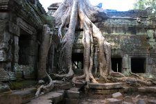 angkor-wat-tree-tourism-travel-root-tour-cambodia.jpg