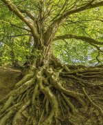 tree-root-forest-impressive-nature-log-green-beech-old.jpg
