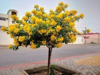 أنواع-وأشكال-شجرة-اللبخ-وموطنها-الأصلي-١.jpg أنواع-وأشكال-شجرة-اللبخ-وموطنها-الأصلي-١.jpg