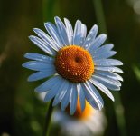 daisy-flowers-spring-white-white-flower-perennial-daisy-blossomed-grass-flowering.jpg