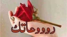 images.jpeg-٧.jpg images.jpeg-٧.jpg