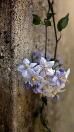 1681746249182.jpg 1681746249182.jpg